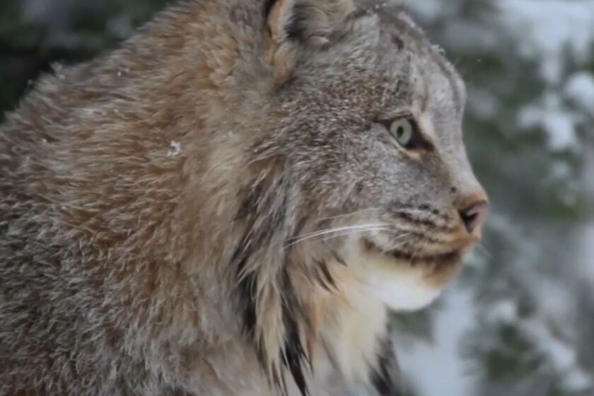 State Animal of Minnesota?